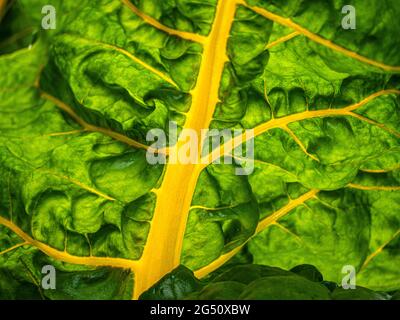 Swiss Chard Yellow Chard Close View, in hinterleuchtetem Sommersonnenlicht, das in einem Gemüsegarten der Küche wächst. Mangold, (Beta vulgaris, Varietät Cicla) Stockfoto