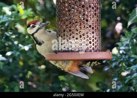 Großfleckiger Specht, der sich am Futterhäuschen für Gartenvögel ernährt, Dendrocopos Major, Großbritannien Stockfoto
