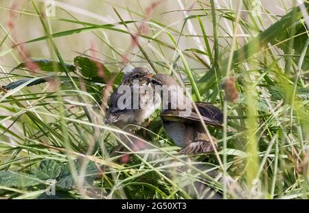 Weidenwaldsänger, der Jungtiere im Nest füttert, Phylloscopus trochilus, Pembrokeshire Wales Großbritannien Stockfoto