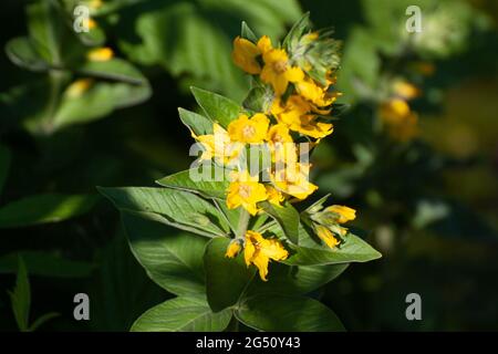 Lysimachia punctata, die punktierte Loosestrife Stockfoto