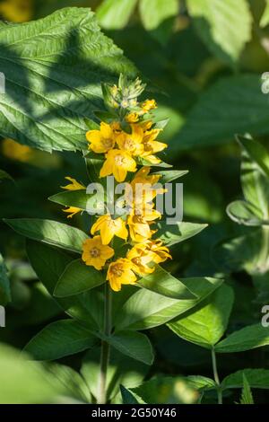 Lysimachia punctata, die punktierte Loosestrife Stockfoto