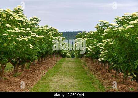 Holunderblüte auf einer Plantage Stockfoto