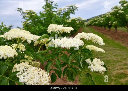 Holunderblüte auf einer Plantage Stockfoto