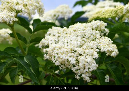 Holunderblüte auf einer Plantage Stockfoto