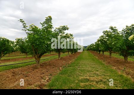 Holunderblüte auf einer Plantage Stockfoto