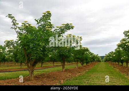 Holunderblüte auf einer Plantage Stockfoto