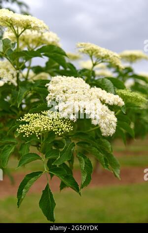 Holunderblüte auf einer Plantage Stockfoto