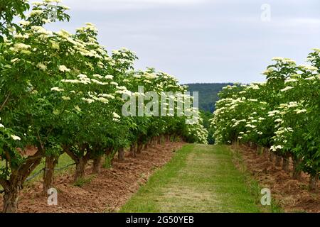 Holunderblüte auf einer Plantage Stockfoto