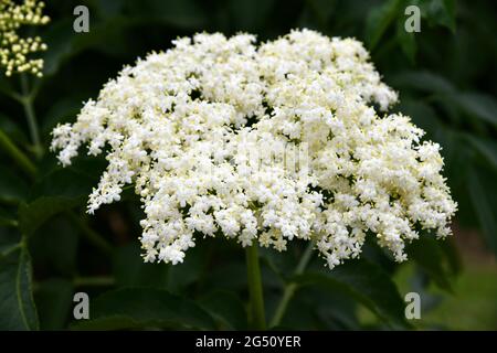 Holunderblüte auf einer Plantage Stockfoto