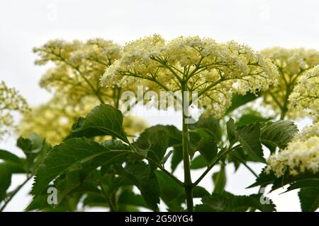 Holunderblüte auf einer Plantage Stockfoto