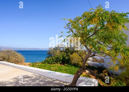 Baum auf der Terrasse mit Blick auf die Ägäis. Piso Livadi, Insel Paros, Griechenland Stockfoto