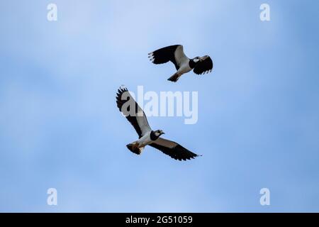 Zwei schwarz-weiße nördliche Kiebitz-Vögel fliegen dicht beieinander an einem teilweise blauen Himmel. Es ist auch als Vanellus vanellus, tuit oder tew-i bekannt Stockfoto