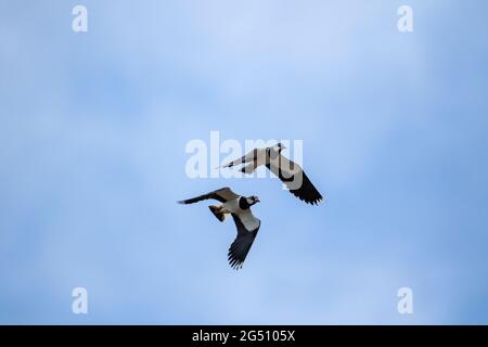 Zwei schwarz-weiße nördliche Kiebitz-Vögel fliegen dicht beieinander an einem teilweise blauen Himmel. Es ist auch als Vanellus vanellus, peewit oder pew bekannt Stockfoto
