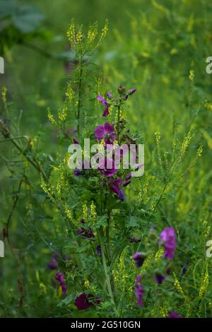 Bauernmallow und Hornklee in guter Gesellschaft Stockfoto