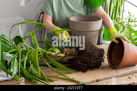 Eine Frau pflanzte eine hausgemachte Yucca-Blume in einen großen Tontopf, einen Holztisch mit Blumen in der Nähe des Fensters Stockfoto
