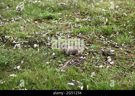 Kaninchen im Wald, wilde Tiere Freiheit, Tierwelt und die Umwelt Stockfoto