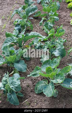 Eine Reihe von Brokkoli- und Brussel-Sprout-Pflanzen wächst im Garten. Stockfoto