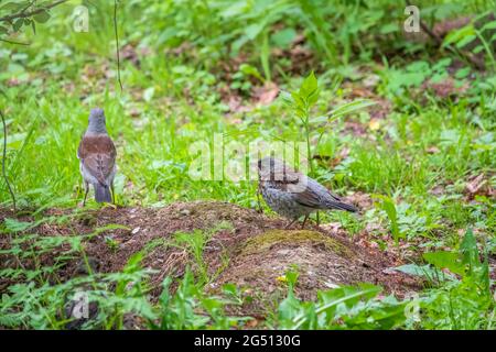 Soor fieldfare, Turdus pylaris, füttert das Küken mit Regenwürmern auf dem Boden. Ein erwachsenes Küken verließ das Nest, aber seine Eltern kümmern sich weiterhin um das Nest Stockfoto