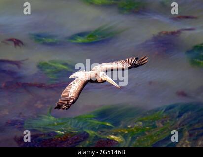 Brauner Pelikan, Der Über Das Meeresgras Fliegt Stockfoto