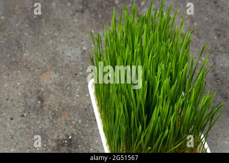 Gerstengras. Gekeimt Gerstenkörner in einem Behälter. Gerstensprossen als Nahrung. Das Konzept von Ernährung, Vegetarismus und Veganismus. Gesunder Lebensstil Stockfoto