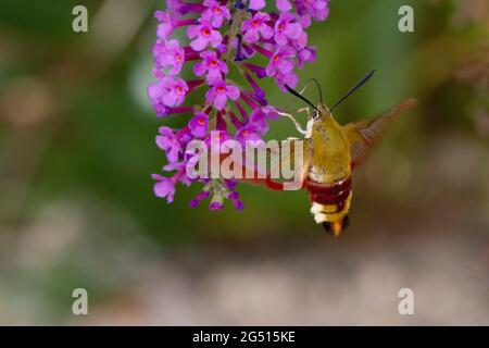 Hwak-Motte Hemaris fuciformis auf der Nahrungssuche auf einer Buddleia Stockfoto