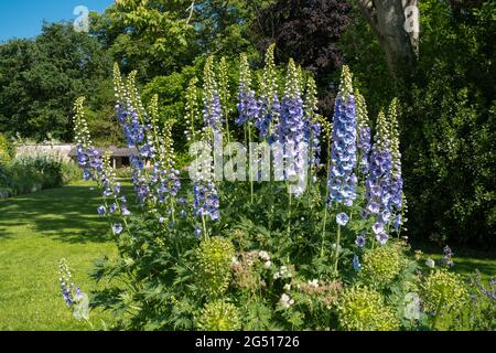 Blaue Delphinien, die im Juni oder Sommer in einem englischen Garten blühen Stockfoto