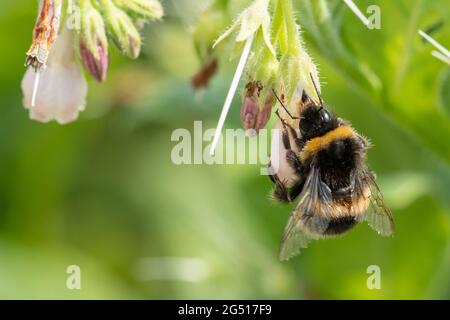 Hummel-Nektarraub von gewöhnlichen Beinwell-Blüten (Symphytum officinale), Großbritannien. Stockfoto