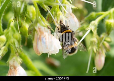 Hummel-Nektarraub von gewöhnlichen Beinwell-Blüten (Symphytum officinale), Großbritannien. Stockfoto