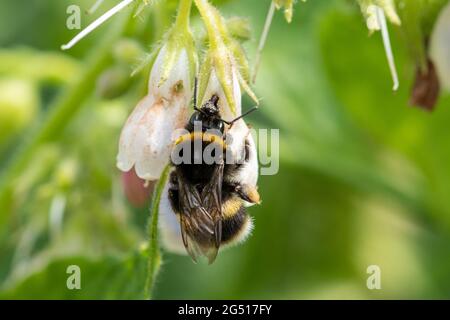 Hummel-Nektarraub von gewöhnlichen Beinwell-Blüten (Symphytum officinale), Großbritannien. Stockfoto