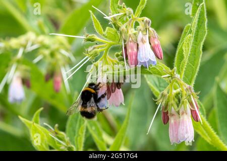 Hummel-Nektarraub von gewöhnlichen Beinwell-Blüten (Symphytum officinale), Großbritannien. Stockfoto