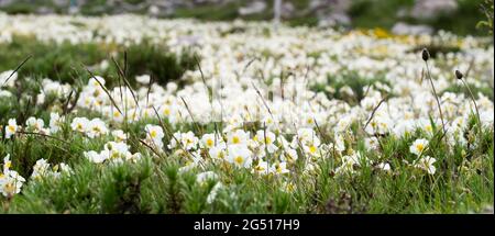 Weiße Felsenrose (Helianthemum apenninum) blüht im Frühling in Südfrankreich Stockfoto