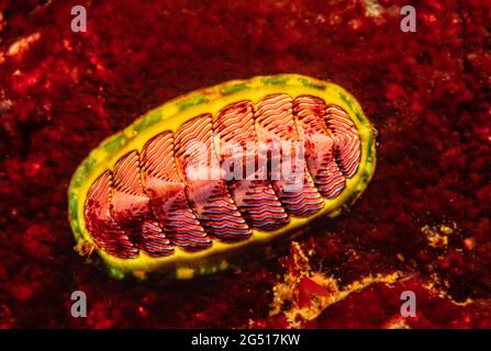 Die blaue Linie chiton, Tonicella undocaerulea, liegt an der Westküste von Kalifornien bis Alaska, British Columbia, Kanada. Stockfoto