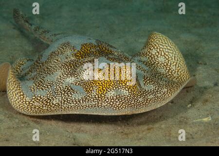 Dieser gelbe Stachelrochen, Urolophus jamaicensis, wurde vor Singer Island in Florida, USA, fotografiert. Stockfoto