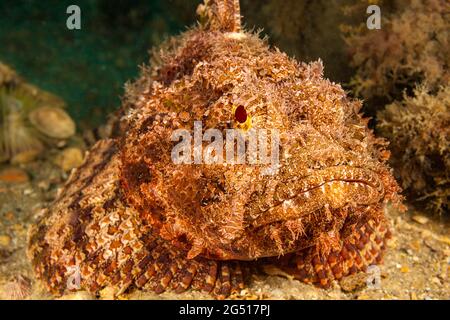 Der Scorpionfisch Scorpaena plumieri ist einer der größten und häufigsten Scorpionfische im Atlantik und in der Karibik. Dieser Einzelist Stockfoto