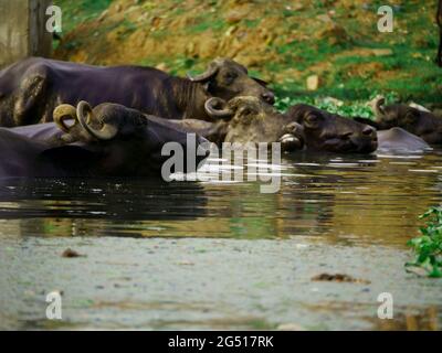 Gruppe von Büffeln, die auf Flusswasser schwimmen, Village Animal Lifestyle Konzept. Stockfoto