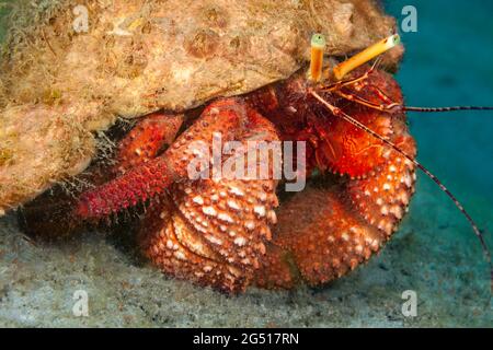 Giant Hermit Crab, Petrochirus diogenes, vor Singer Island, Florida, USA. Stockfoto