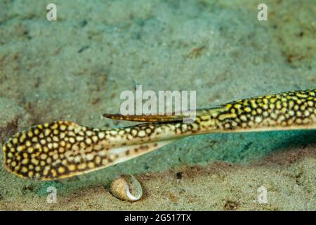 Der Schwanzbarbe eines gelben Stachelrochen, Urolophus jamaicensis, fotografiert vor Singer Island in Florida, USA. Stockfoto