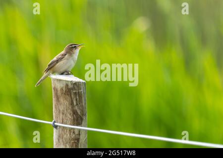Sedge Warbler (Acrocephalus schoenobaenus) bei RSPB Cors Ddyga aufgenommen Stockfoto