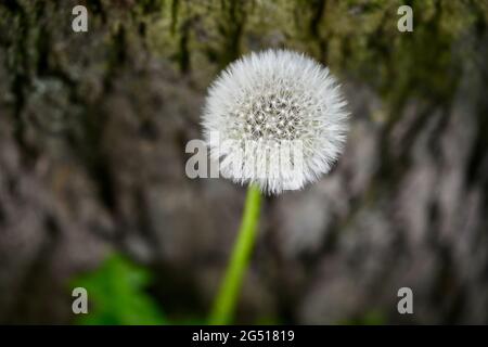 Schimmernder Dandelion mit flauschigen Samen an der dunklen Rinde eines Baumstamms Stockfoto
