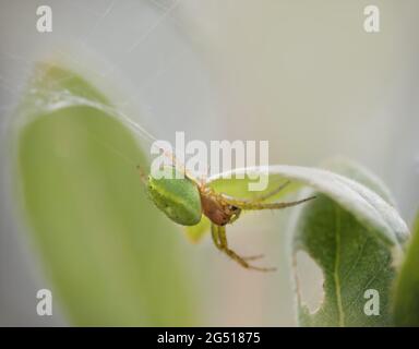 Araniella cucurbitina alias Gurkenspinne im Lebensraum. VEREINIGTES KÖNIGREICH. Stockfoto