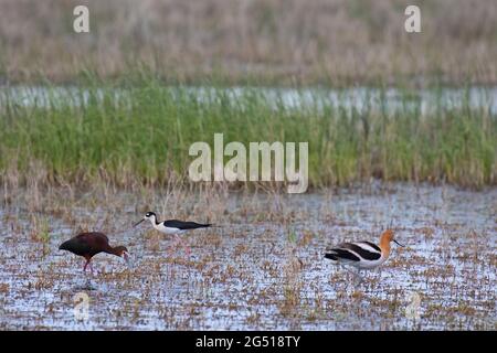 Drei verschiedene Arten von Küstenvögeln, die sich in einem slough in den kanadischen Prärien füttern: Weißköpfiges Ibis, Schwarzhals-Stilt und amerikanisches Avocet Stockfoto