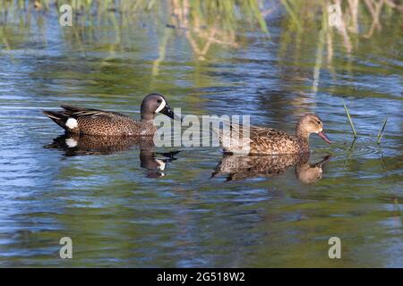 Blaugeflügeltes Paar Enten, Männchen und Weibchen, die im Frühjahr in einem Teich schwimmen (Spatula-Diskotheken) Stockfoto