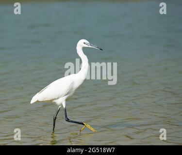 Kleiner Reiher, der durch den Teich watet, im Internationalen Vogelbeobachtungs- und Forschungszentrum in Eilat (Egretta garzetta) Stockfoto