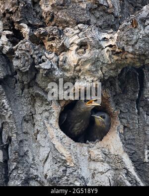 Starling Nestlinge (Sturnus vulgaris) betteln um Nahrung aus ihrem Nestloch in der Höhle eines Balsam-Pappelbaums (Populus balsamifera) Stockfoto