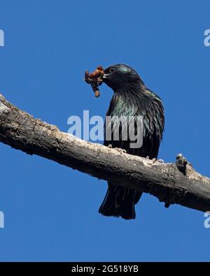 Starling (Sturnus vulgaris) thronte auf dem Balsam-Pappelbaum-Ast und kehrte zurück, um junge Vögel mit Schnabel voller Larven zu füttern Stockfoto