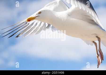 Baltrum, Deutschland. Juni 2021. Eine Möwe fliegt über die Dünen. Quelle: Sina Schuldt/dpa/Alamy Live News Stockfoto