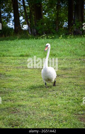 Schwan, der an einem sonnigen Tag auf einer grünen Wiese spazierengeht, Bäume und See im Hintergrund Stockfoto