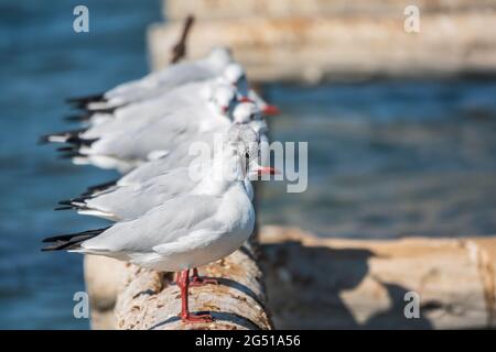 Eine Reihe von Möwen liegt auf einem alten Seebrücke. Möwen ruhen auf dem Wellenbrecher. Die europäische Heringsmöwe, Larus argentatus Stockfoto