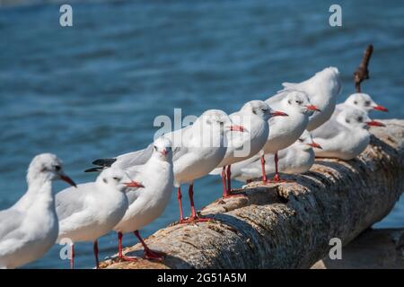 Eine Reihe von Möwen liegt auf einem alten Seebrücke. Möwen ruhen auf dem Wellenbrecher. Die europäische Heringsmöwe, Larus argentatus Stockfoto