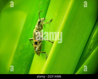 Schwarzfleckiger Langhornkäfer alias Rhagium mordax auf Blatt. Stockfoto